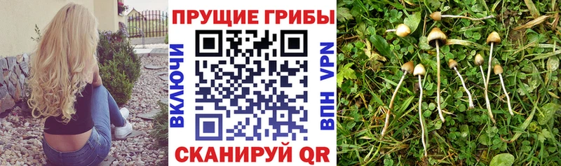 Галлюциногенные грибы Psilocybine cubensis  Советский 